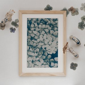 Cyanotype Hortensias